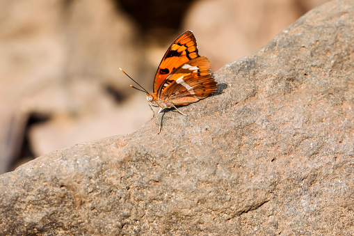 Euthalia nais, the baronet, is a species of Nymphalid butterfly found in South Asia.