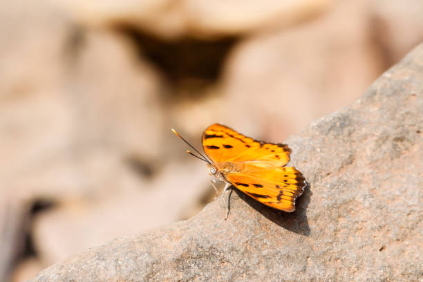 istock Euthalia nais, the baronet butterfly 1148614392