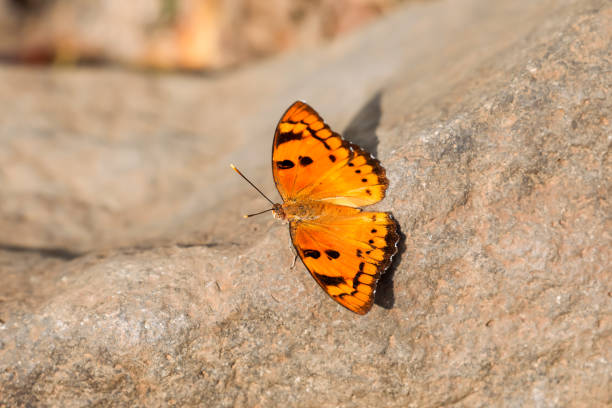 istock Euthalia nais, the baronet butterfly 1148614395