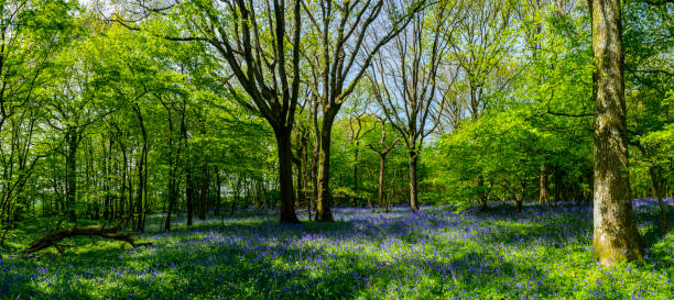 istock Panorama of Bluebells in Woods 1148614608