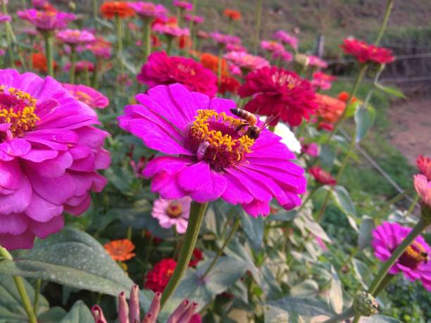 istock Honey bee , Apis mellifera taking nectar from pink beautiful flower 1148614618