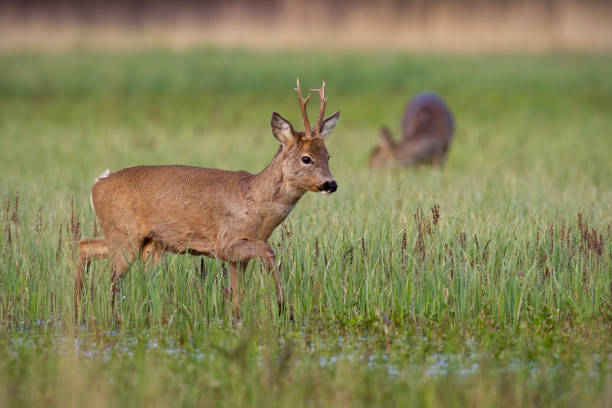 istock Roe deer buck in winter coat in spring with doe grazing in background 1148615864