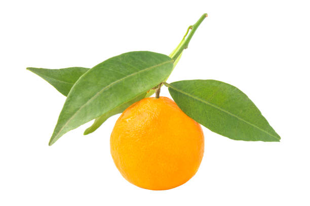 istock Orange mandarin with green leaf 1148615900
