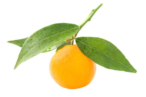istock Orange mandarins with green leaf 1148615974