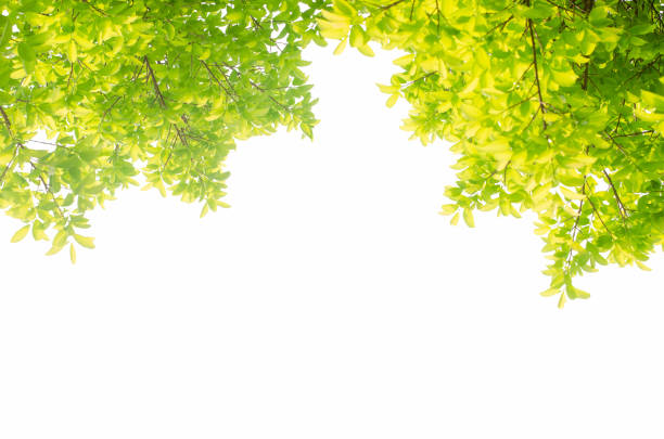 istock green leaves isolated white background with clipping path. nature frame for decoration design. 1148617087