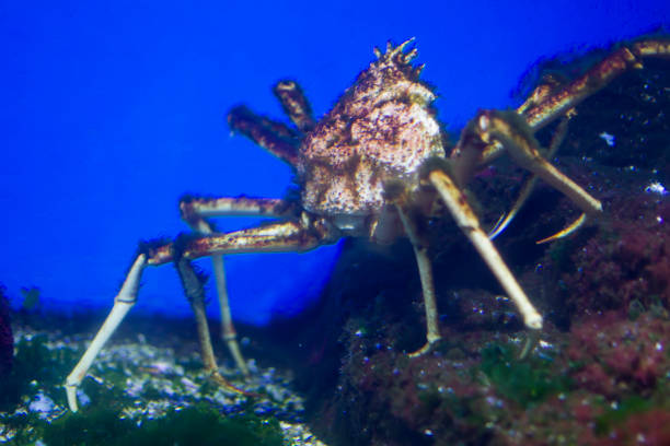 istock Huge sea spider in the wild 1148617279