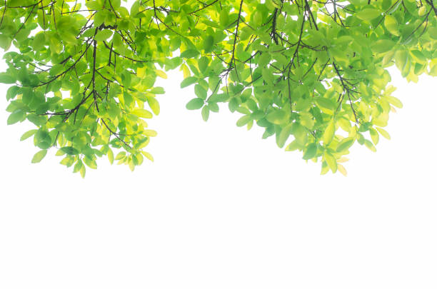 istock green leaves isolated white background with clipping path. nature frame for decoration design. 1148617480