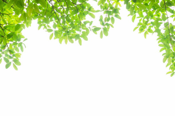 istock green leaves isolated white background with clipping path. nature frame for decoration design. 1148617486