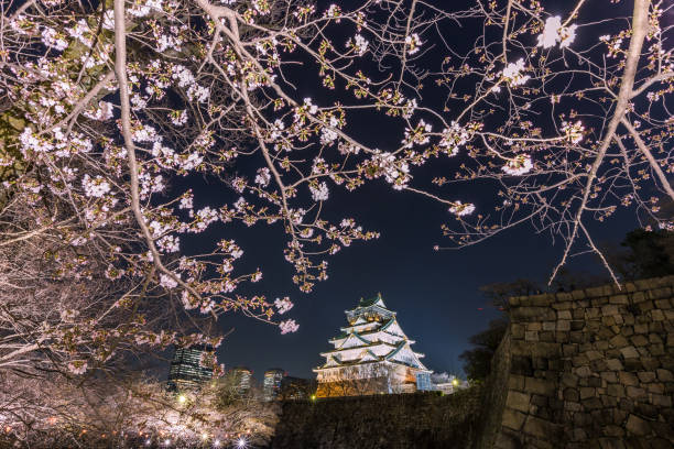 Cherry blossom and Osaka castle at night, Osaka, Japan.
