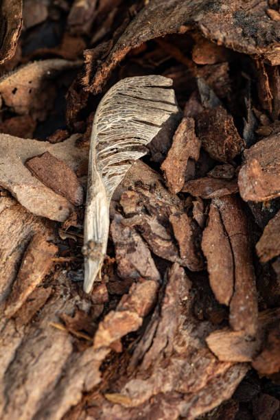 istock Maple seed. Tree bark on the ground. Mulch wood bark 1148618254