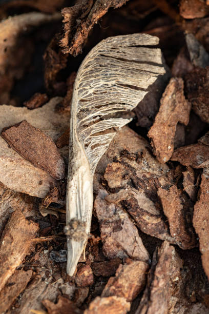 istock Maple seed. Tree bark on the ground. Mulch wood bark 1148618800