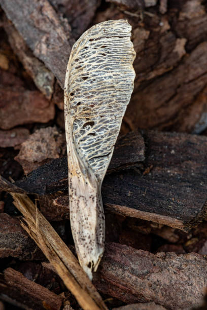 istock Maple seed. Tree bark on the ground. Mulch wood bark 1148618801