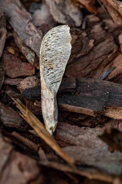 istock Maple seed. Tree bark on the ground. Mulch wood bark 1148618839
