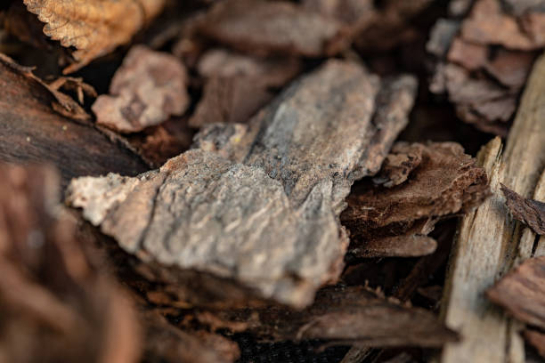 кора дерева на земле. кора мульчи из дерева - sawdust shavings wood chip pine стоковые фото и изображения