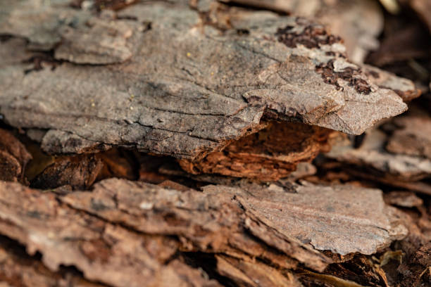 кора дерева на земле. кора мульчи из дерева - sawdust shavings wood chip pine стоковые фото и изображения