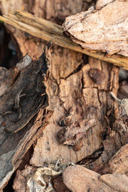 istock Tree bark on the ground. Mulch wood bark 1148618890
