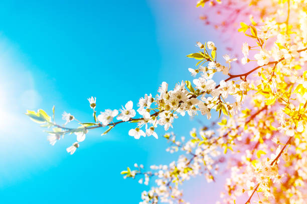 istock Beautiful blooming Apple tree branch in sunlight 1148619298