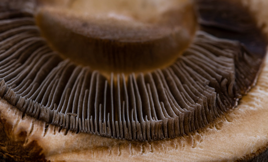 healthy fungus food detail with copy space