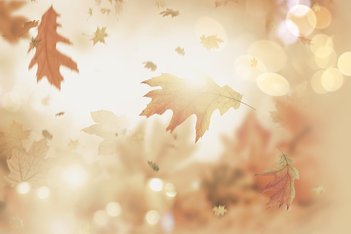 different leaves of maple and oak with light effects fall and blow through the air on sunny autumn background with bokeh and sun rays and light rays and backlight on natural background in nature