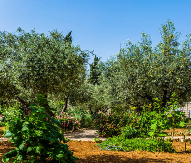 istock The Garden of Gethsemane 1148620817