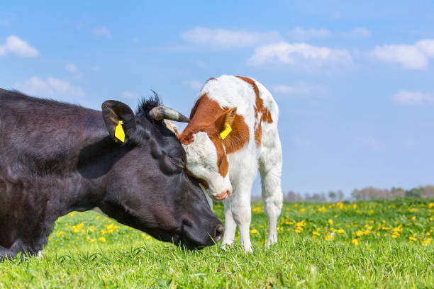 Mother cow and newborn calf hug each other in green dutch pasture. I took this photo of these farm animals in the netherlands during spring season. The black mother cow is lying and the newborn calf is hugging her because the young animal loves it's mother. I like these animals enjoying their stay in this dutch grass field on a sunny day with the blue sky and white clouds.