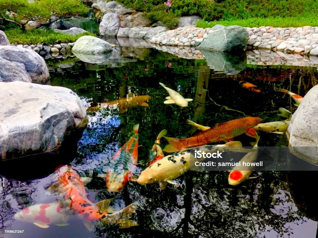 coy fish japanese garden in balboa park, san diego, ca Shy Stock Photo coy fish japanese garden in balboa park, san diego, ca Shy Stock Photo