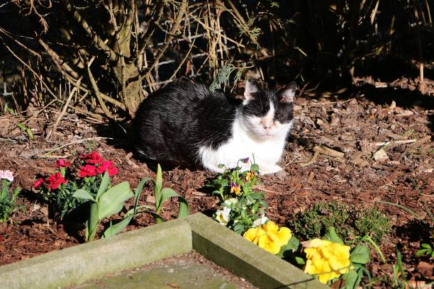 beautiful black and white cat is lying in a flower bed in the garden in the sunshine - kitten cats animals and pets formal garden imagens e fotografias de stock