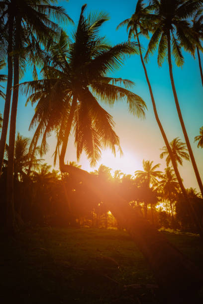 istock Silhouette coconut palm trees near the beach at sunset. 1148622577