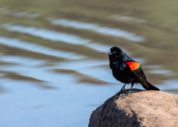 istock A Song By the Pond 1148623753