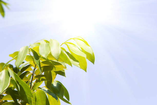 Natural green view closeup at summer under sunlight on blurred greenery background in garden, green plants landscape