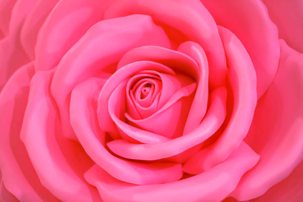 istock Huge Artificial Rose Background.Pink flower close up 1148624087