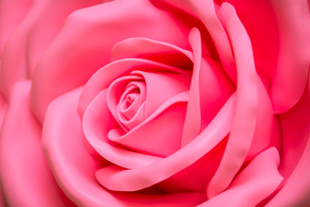 Huge Artificial Rose Background.Pink flower close up
