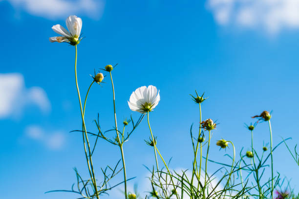 istock cosmos flowers field 1148624238