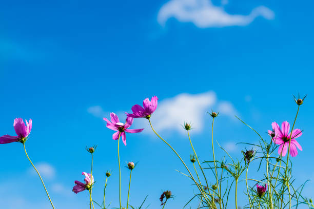 istock cosmos flowers field 1148625083