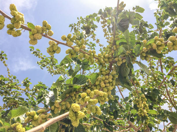 istock White Mulberries on branch tree (Morus alba) during may in a garden in Iran 1148625708