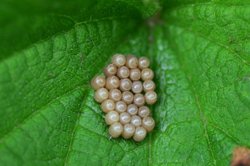 Pentatomidae eggs