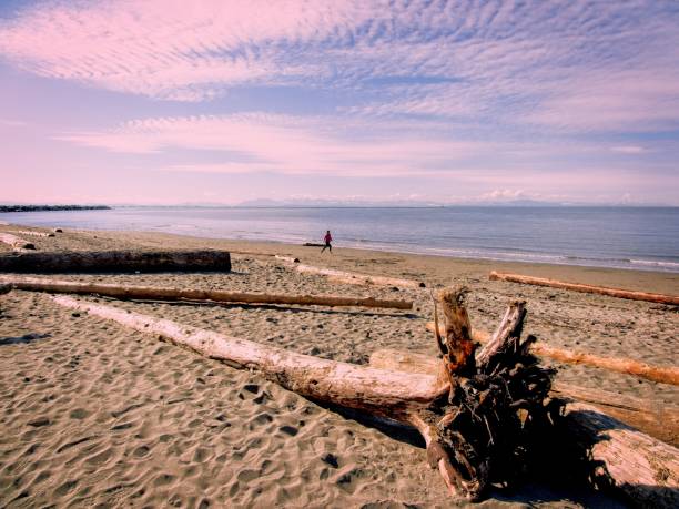 バンクーバーの難破船のビーチ - beach sunset sand wood ストックフォトと画像