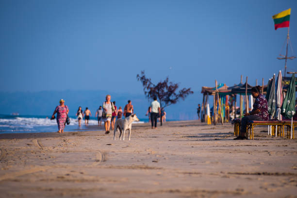 um cão encontra um rosto conhecido na praia pela manhã e olha para ele. - full length florida tropical climate residential structure - fotografias e filmes do acervo