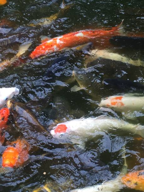 istock Japanese garden 1148627003