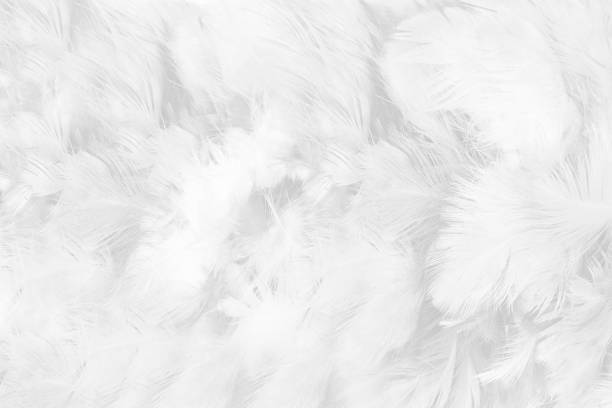 istock Beautiful white gray colors tone feather texture background 1148628425