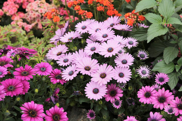 istock the Flower show at spring time hong kong 1148629704