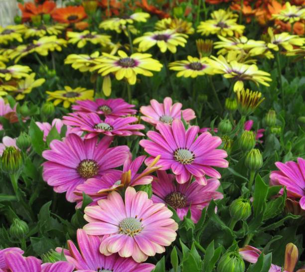 istock Pretty & Bright Pink African Daisy Flowers Blossom In Spring 2019 1148630162