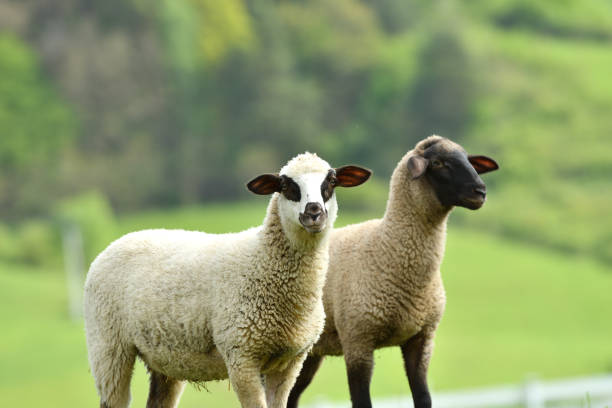 istock domestic sheep walks on a meadow and eats grass 1148631124
