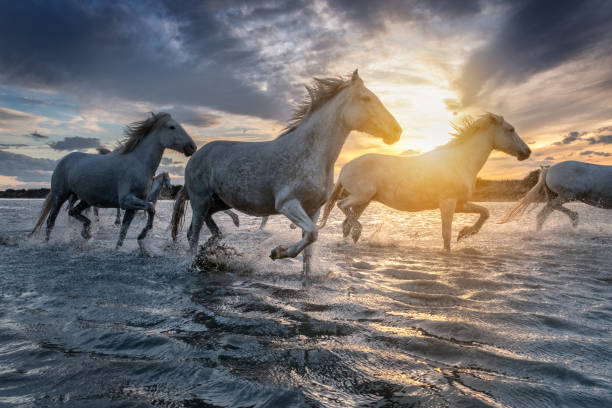 White Horses In Camargue France Stock Photo - Download Image Now - Horse,  Running, Sunrise - Dawn - iStock