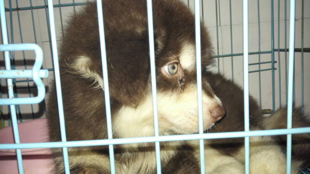 istock Husky puppy with unique eye color in the cage 1148631497