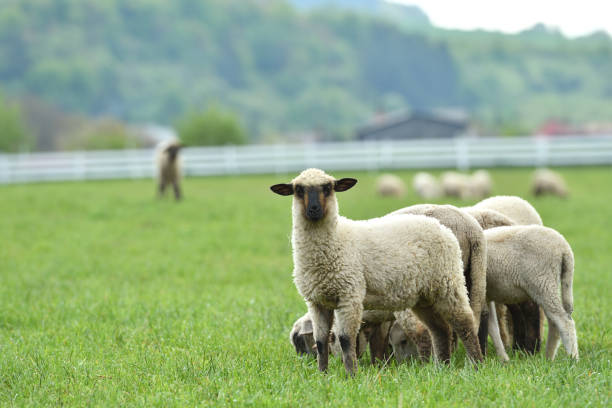 istock domestic sheep walks on a meadow and eats grass 1148631515