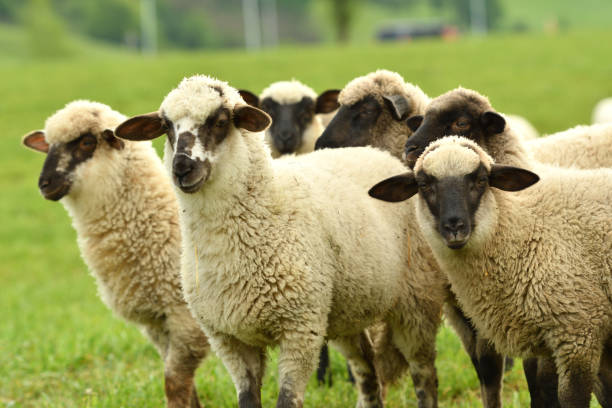 istock domestic sheep walks on a meadow and eats grass 1148632224