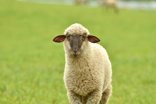 istock close-up of a sheep's head  on the farm meadow 1148632509