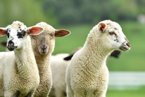 istock Domestic lamb on pasture on the green grass 1148632521