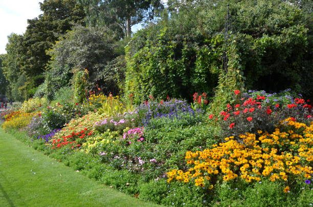 istock flowers in the garden 1148632739